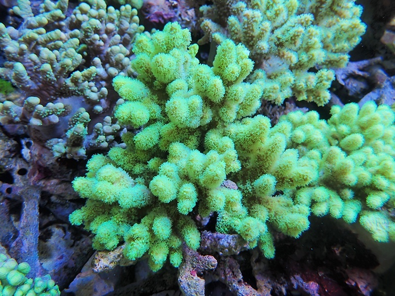 画像1: 0328ナグラカタトサカ（沖縄）蛍光グリーンM03