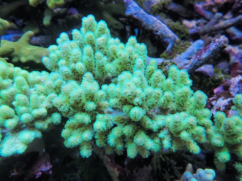 画像1: 0328ナグラカタトサカ（沖縄）蛍光グリーンM05