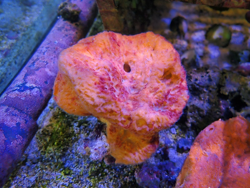 画像1: 0328オレンジスポンジ（沖縄）01