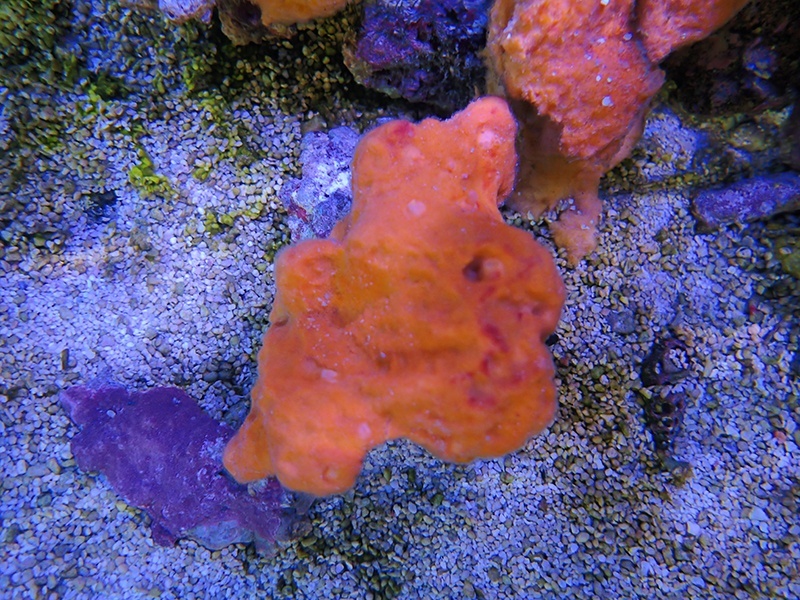 画像1: 0328オレンジスポンジ（沖縄）03