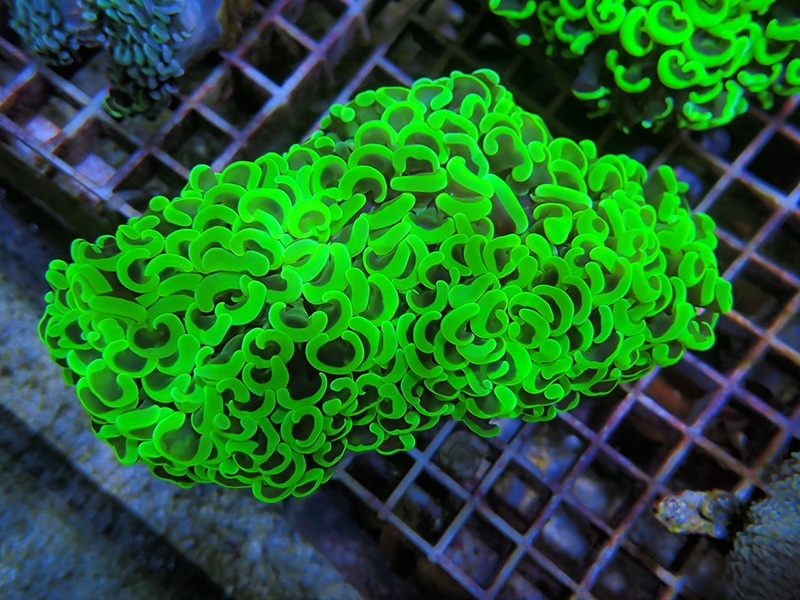 画像1: 0329ナガレハナサンゴメタリックグリーン01