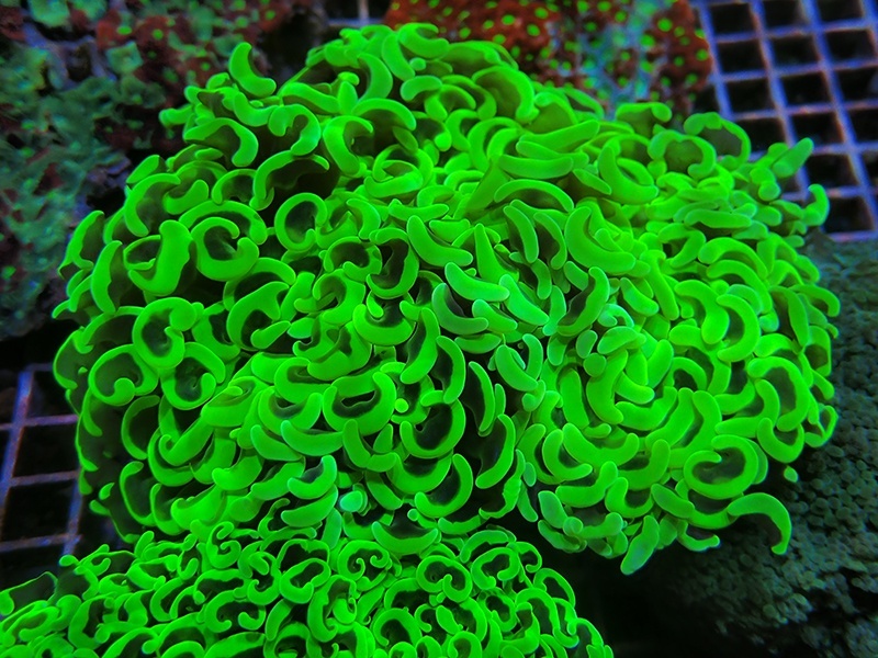 画像1: 0329ナガレハナサンゴメタリックグリーン03