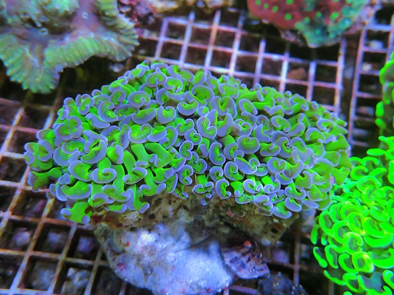 画像1: 0329ナガレハナサンゴ茎グリーン