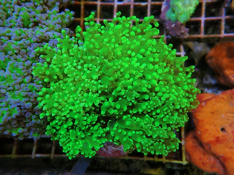 画像1: 0329タコアシブランチメタリックグリーン