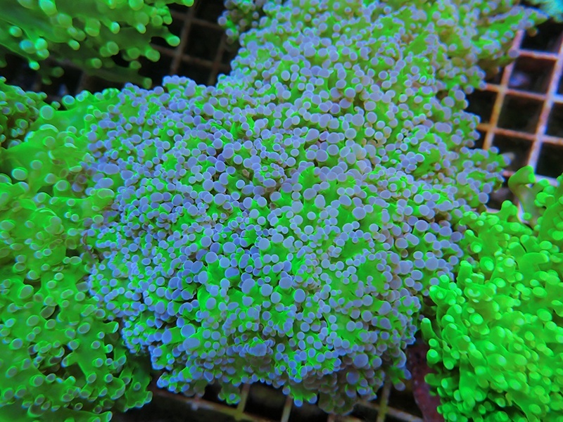 画像1: 0329タコアシブランチ茎グリーン01