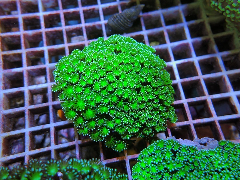 画像1: 0329アワサンゴグリーン03