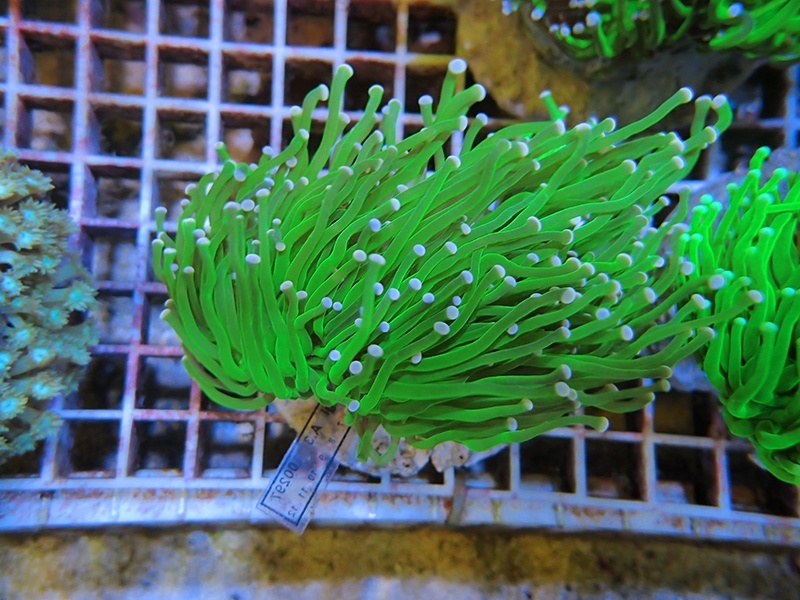 画像1: 0329ツツマルハナサンゴグリーン01