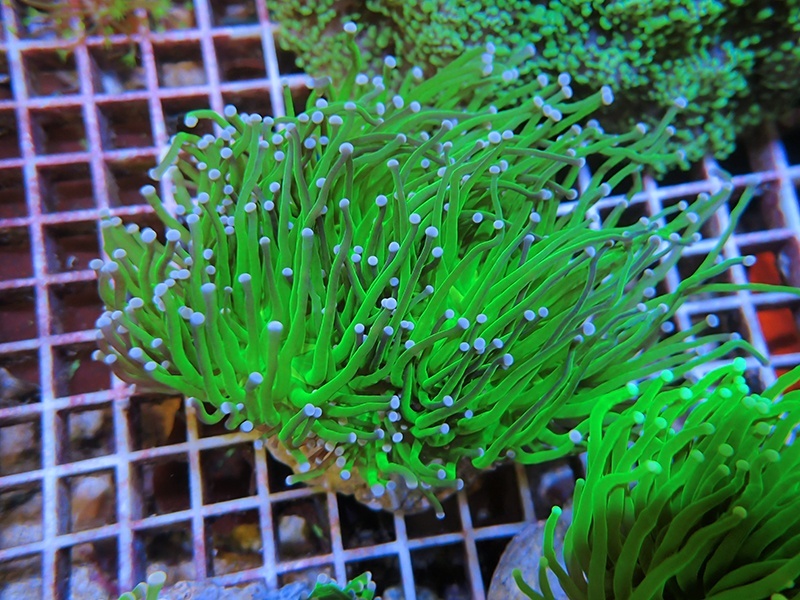 画像1: 0329ツツマルハナサンゴグリーン02