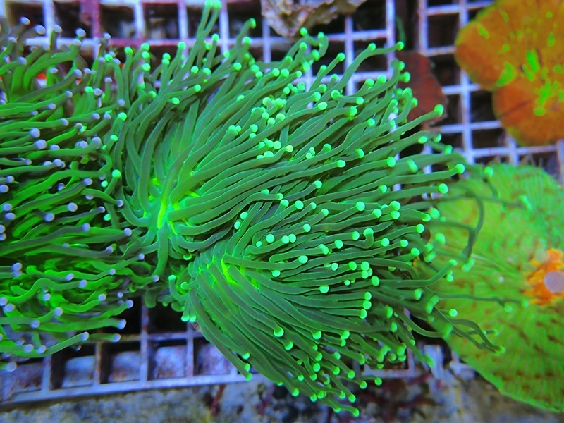 画像1: 0329ツツマルハナサンゴグリーン05
