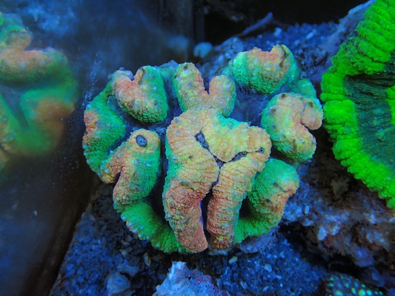 画像1: 0329ハナガタサンゴオレンジ＆グリーン