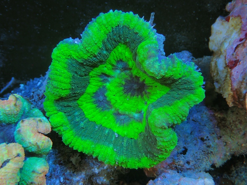 画像1: 0329ハナガタサンゴグリーン01