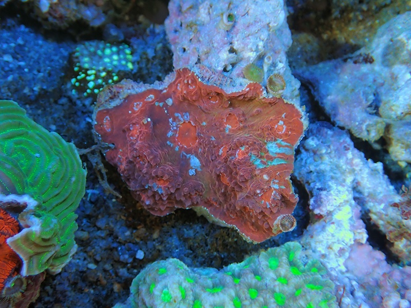 画像1: 0329ヒラキッカサンゴレッド