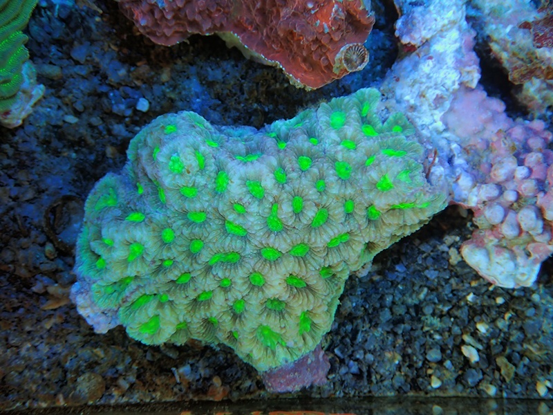 画像1: 0329キクメイシグリーン