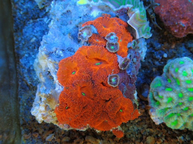 画像1: 0329オオタバサンゴレッド