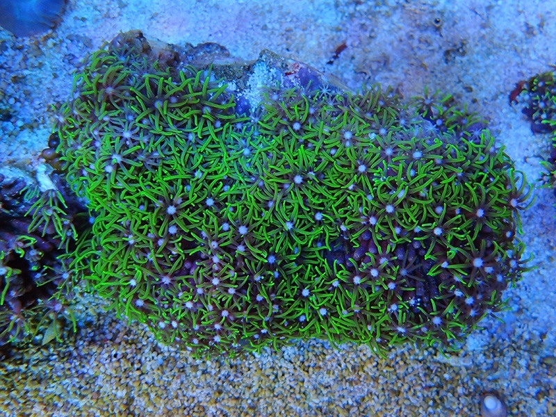 画像1: 0422スターポリプメタリックグリーン01