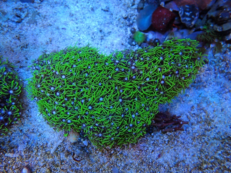 画像1: 0422スターポリプメタリックグリーン02