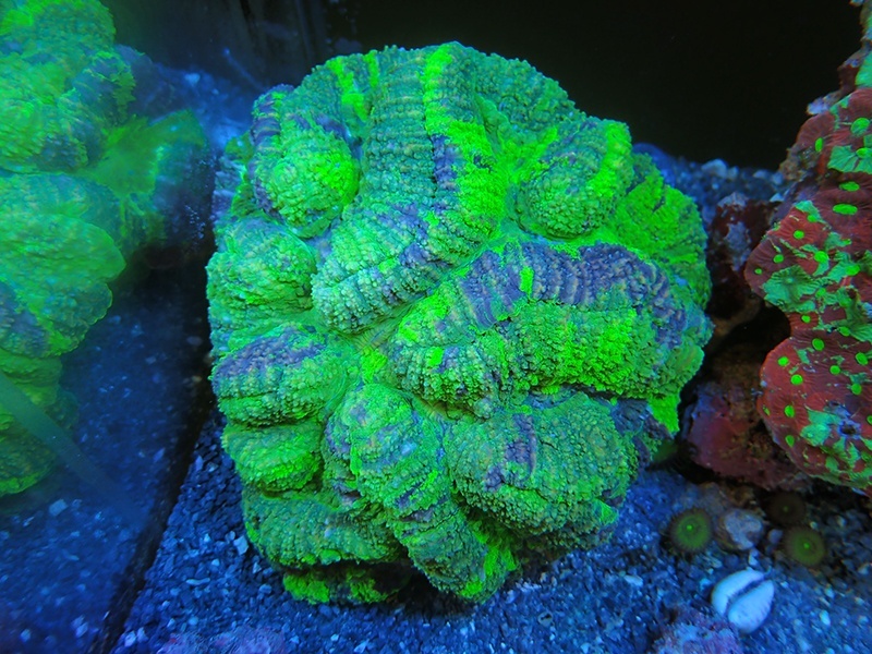 画像1: 0422ハナガタサンゴグリーンL