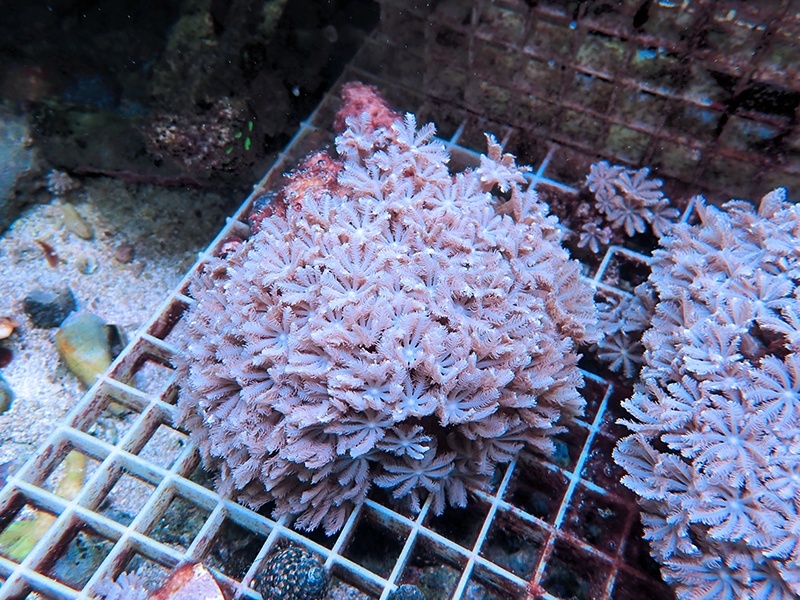 画像1: 0422ツツウミヅタホワイトM01