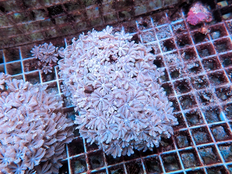 画像1: 0422ツツウミヅタホワイトM02