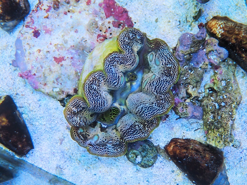 画像1: 0422ヒメシャコガイ変わり模様01