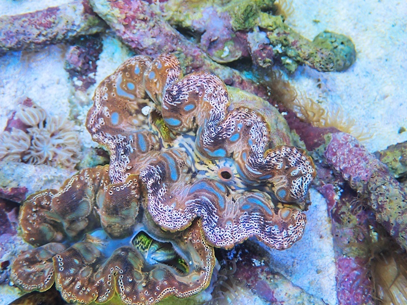 画像1: 0422ヒメシャコガイ変わり模様03