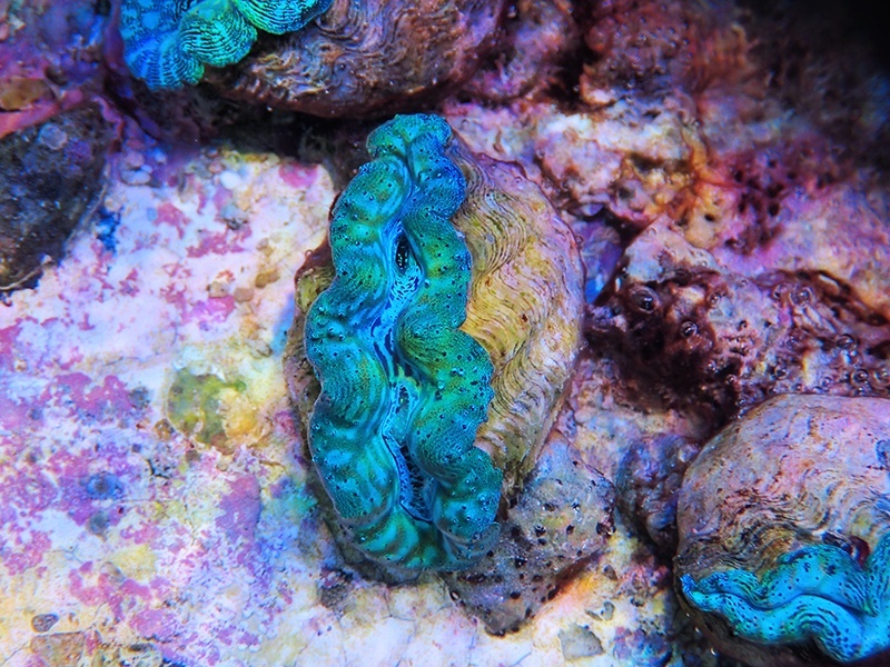 画像1: 0422ヒメシャコガイ（ブリード）SPカラー02