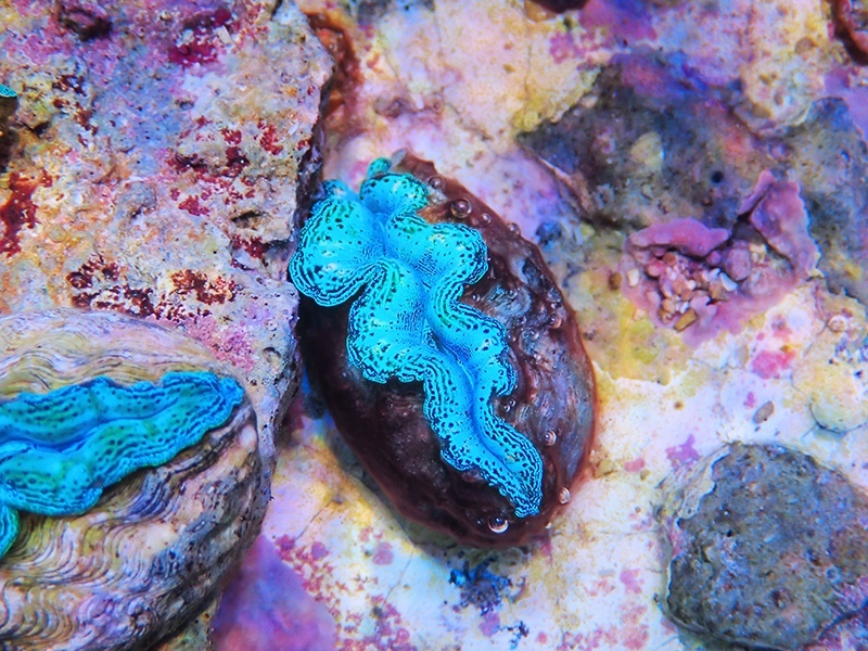 画像1: 0422ヒメシャコガイ（ブリード）SPカラー04