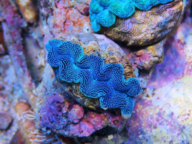 画像1: 0422ヒメシャコガイ（ブリード）SPカラー05