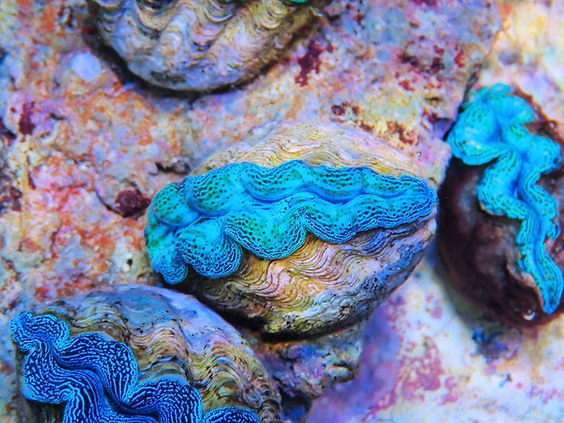 画像1: 0422ヒメシャコガイ（ブリード）SPカラー06