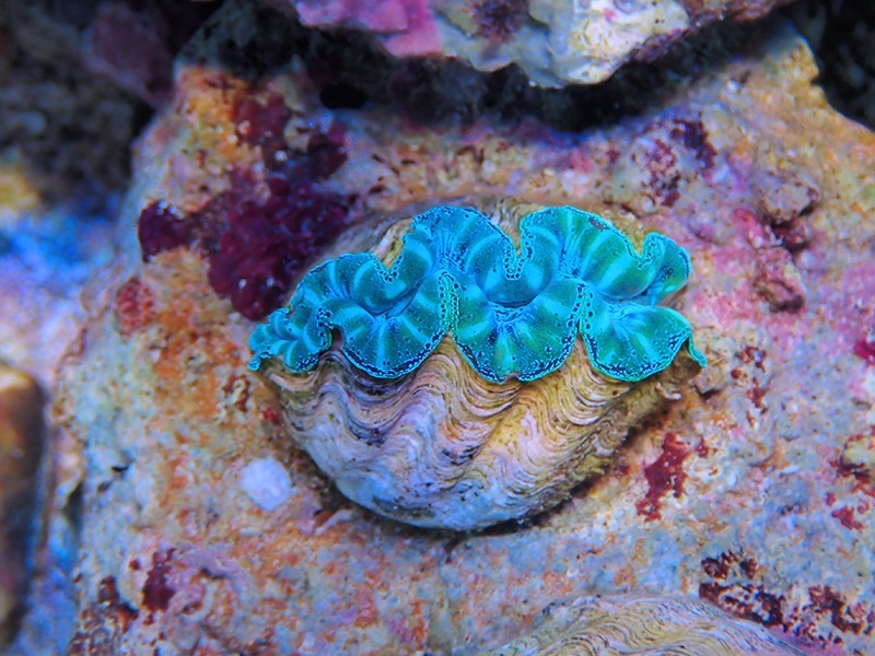 画像1: 0422ヒメシャコガイ（ブリード）SPカラー07