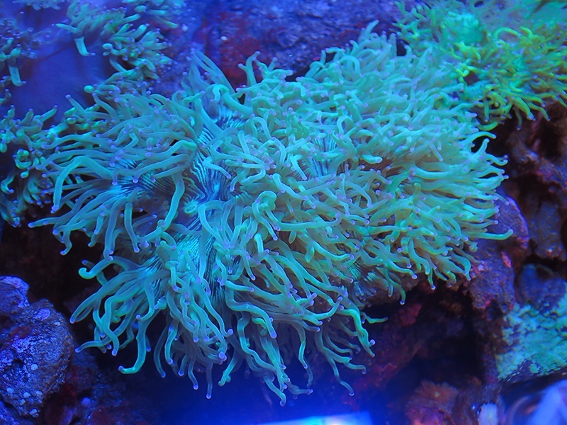 画像1: 0516トランペットコーラルメタリックグリーンL02