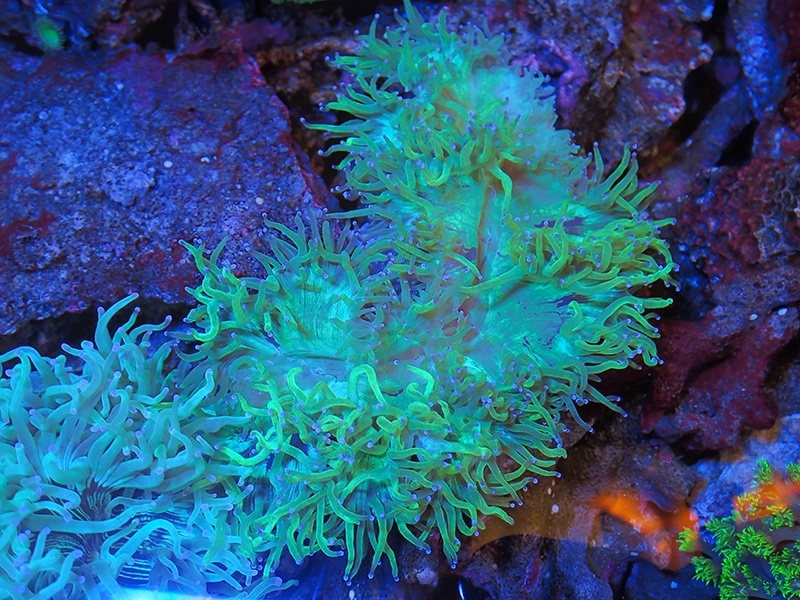 画像1: 0516トランペットコーラルメタリックグリーンL03