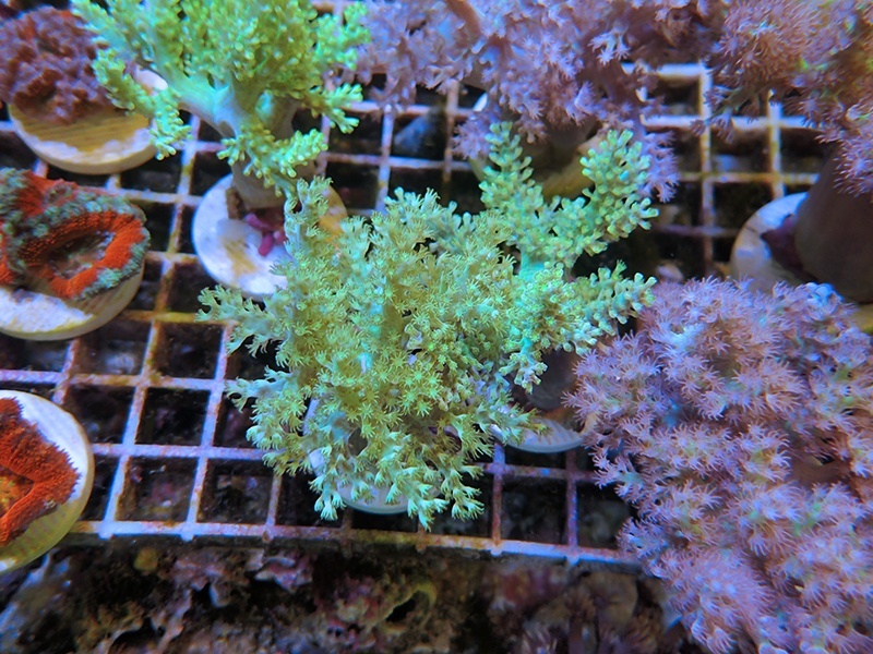 画像1: 0516カワラフサトサカ（フラグ付き）01