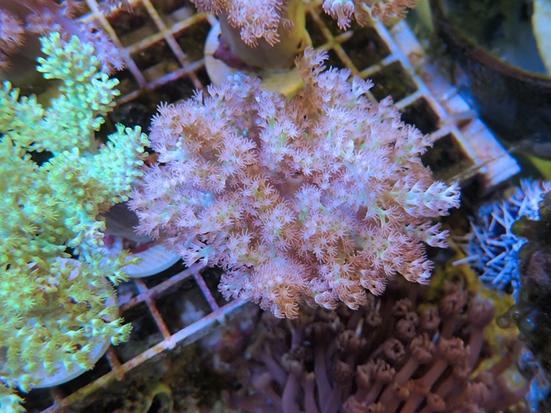 画像1: 0516カワラフサトサカ（フラグ付き）03