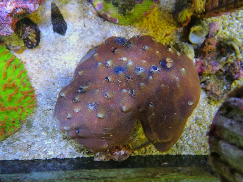 画像1: 0809イバラカンザシ