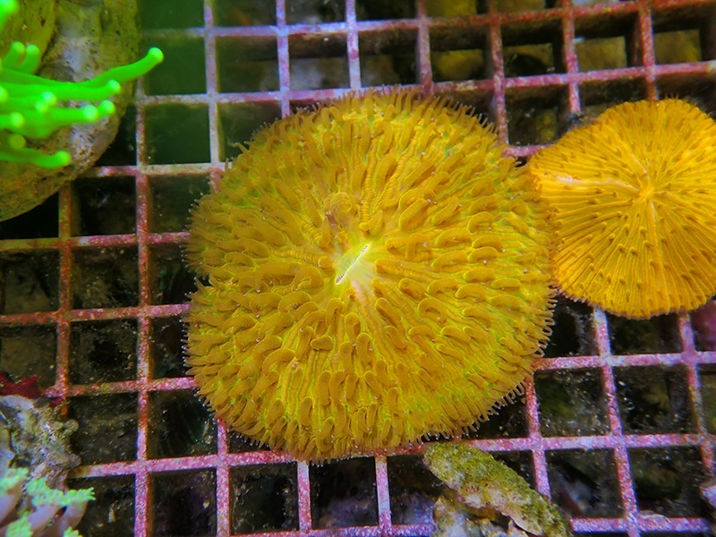 画像1: 0809クサビライシオレンジ01