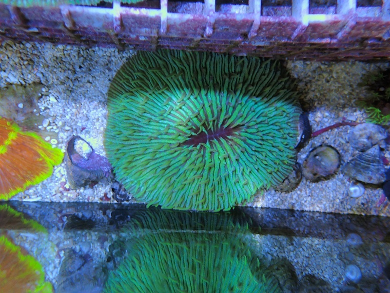 画像1: 0809クサビライシ05