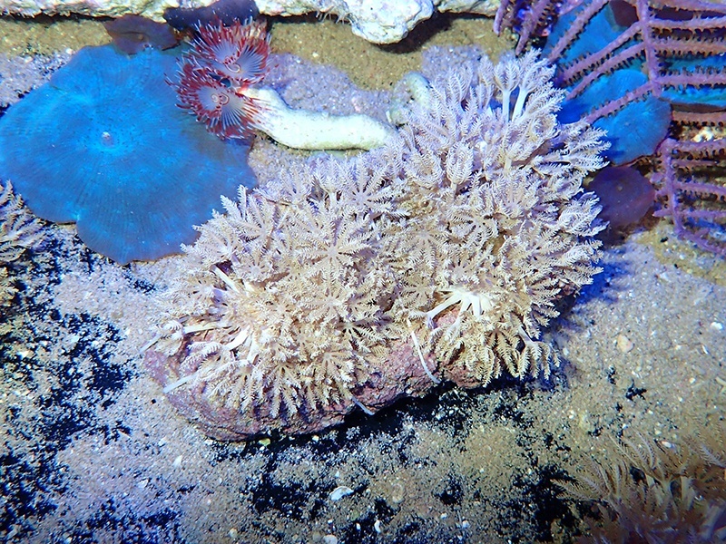 画像1: 1024パクパクウミアザミ（沖縄）04