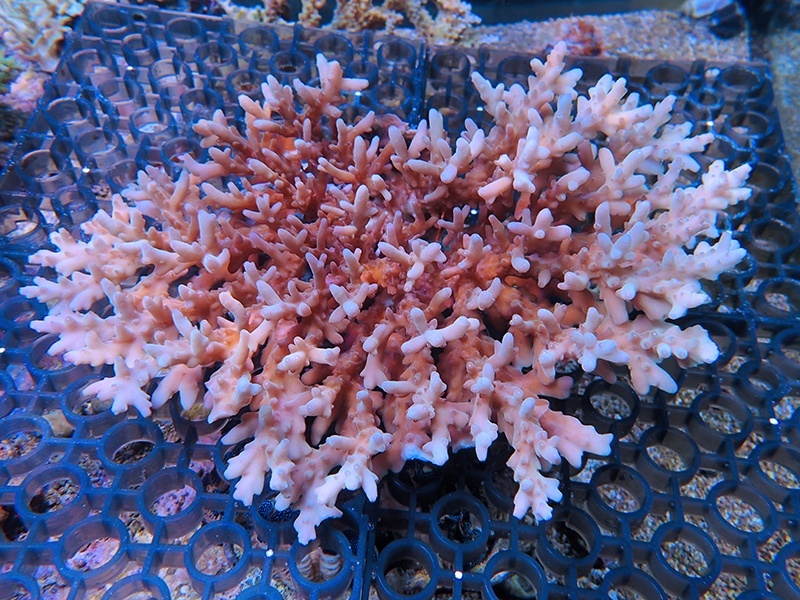 画像2: 0908－01（バリ）