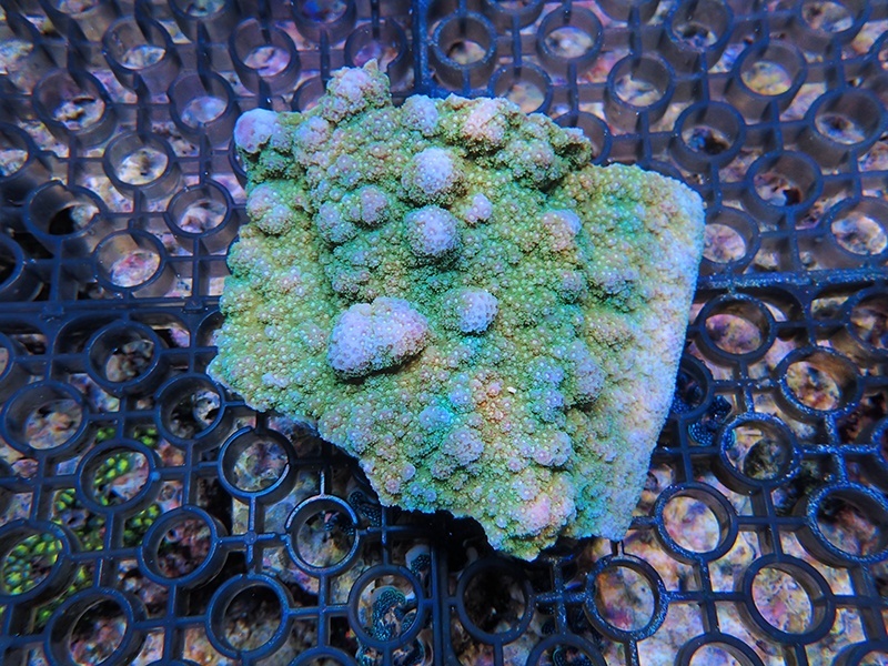 画像1: 1005－10（トンガ）