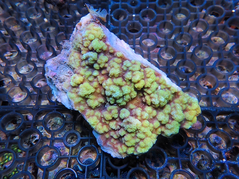 画像1: 1005－12（トンガ）