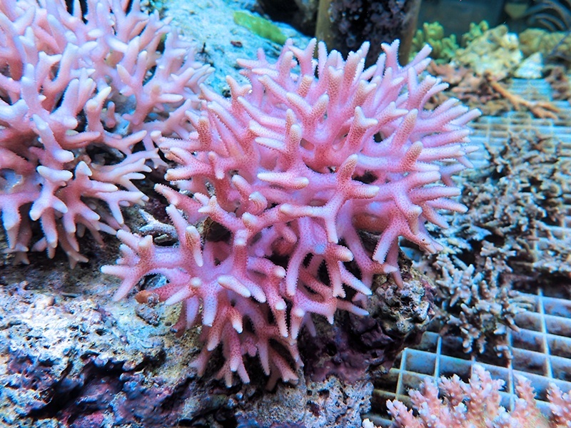 画像1: 1224－01（フィジー）