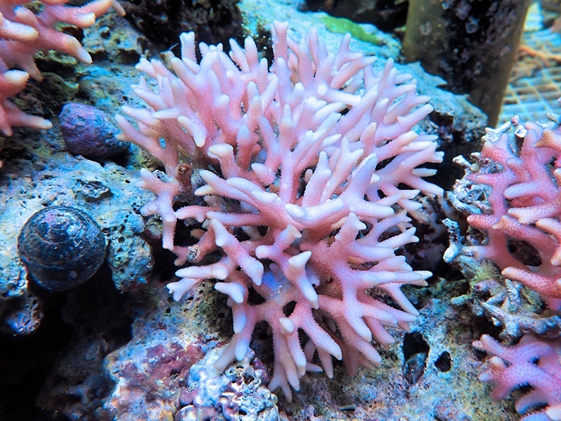 画像1: 1224－02（フィジー）