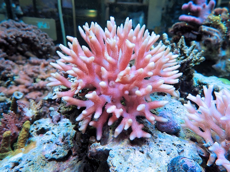 画像1: 1224－03（フィジー）