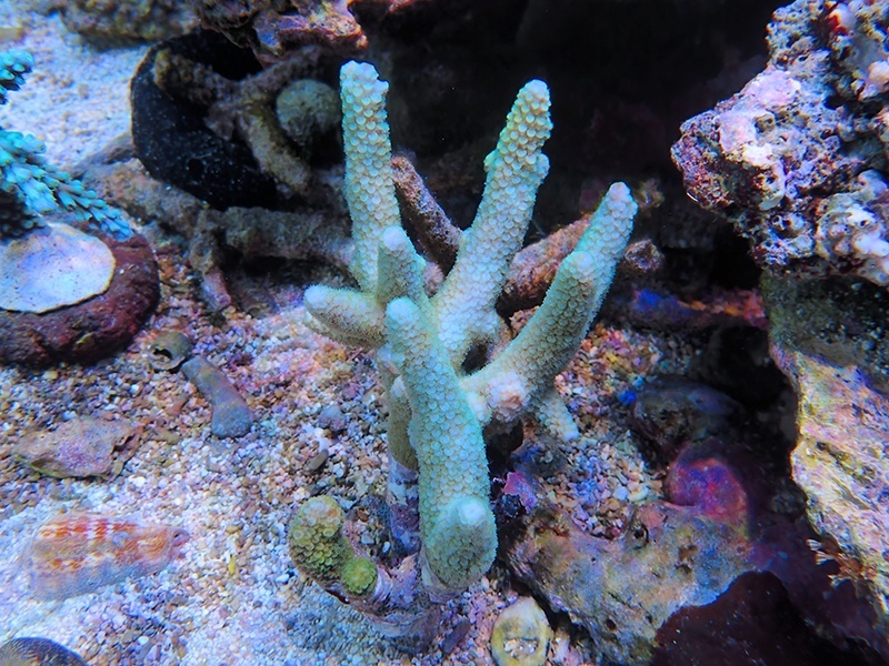 画像1: 1224－04（フィジー）