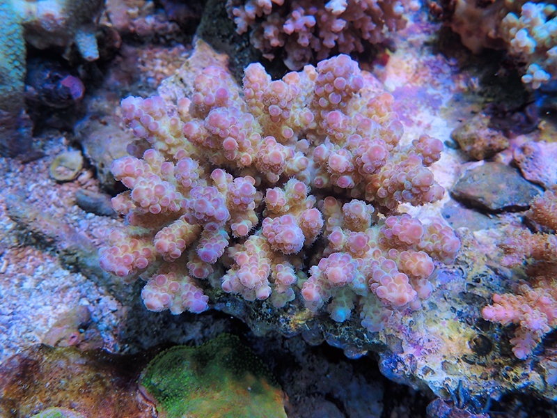 画像1: 1224－05（フィジー）