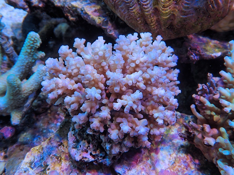 画像1: 1224－06（フィジー）