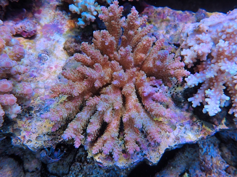 画像1: 1224－07（フィジー）