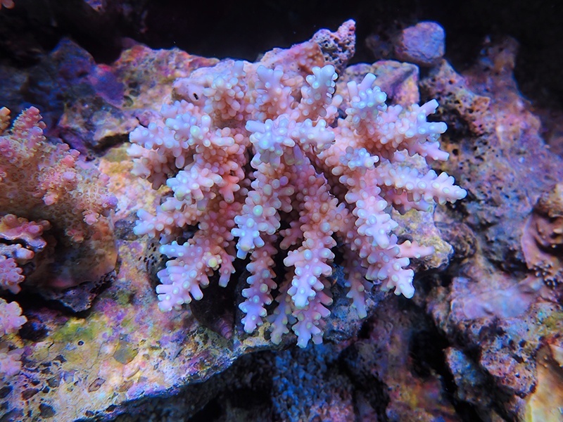 画像1: 1224－09（フィジー）