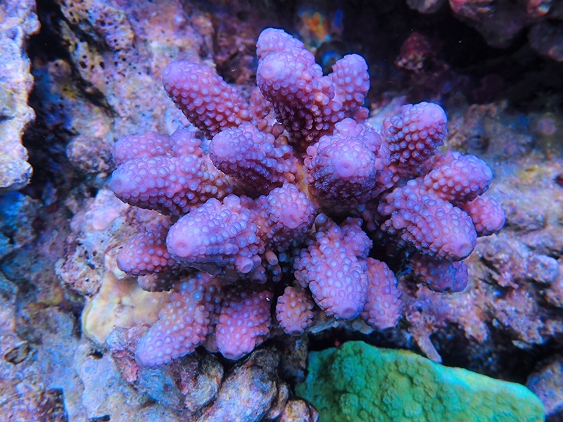 画像1: 1224－10（フィジー）